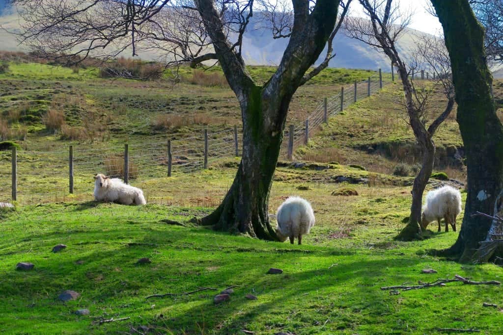 Sheep in Snowdonia Wales