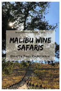 malibu wine safari giraffe tour