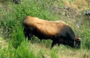 bull that I was chased by in Spain