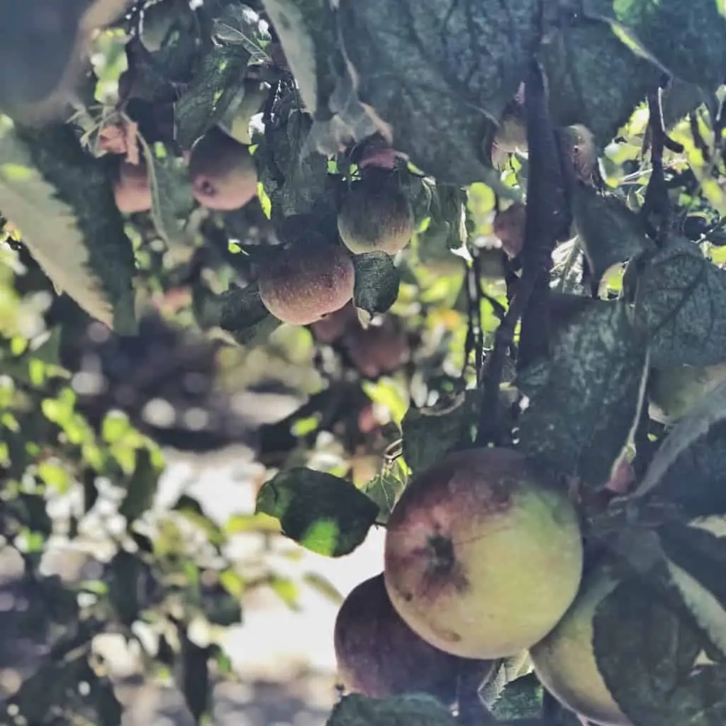 apple picking willowbrook farm los angeles