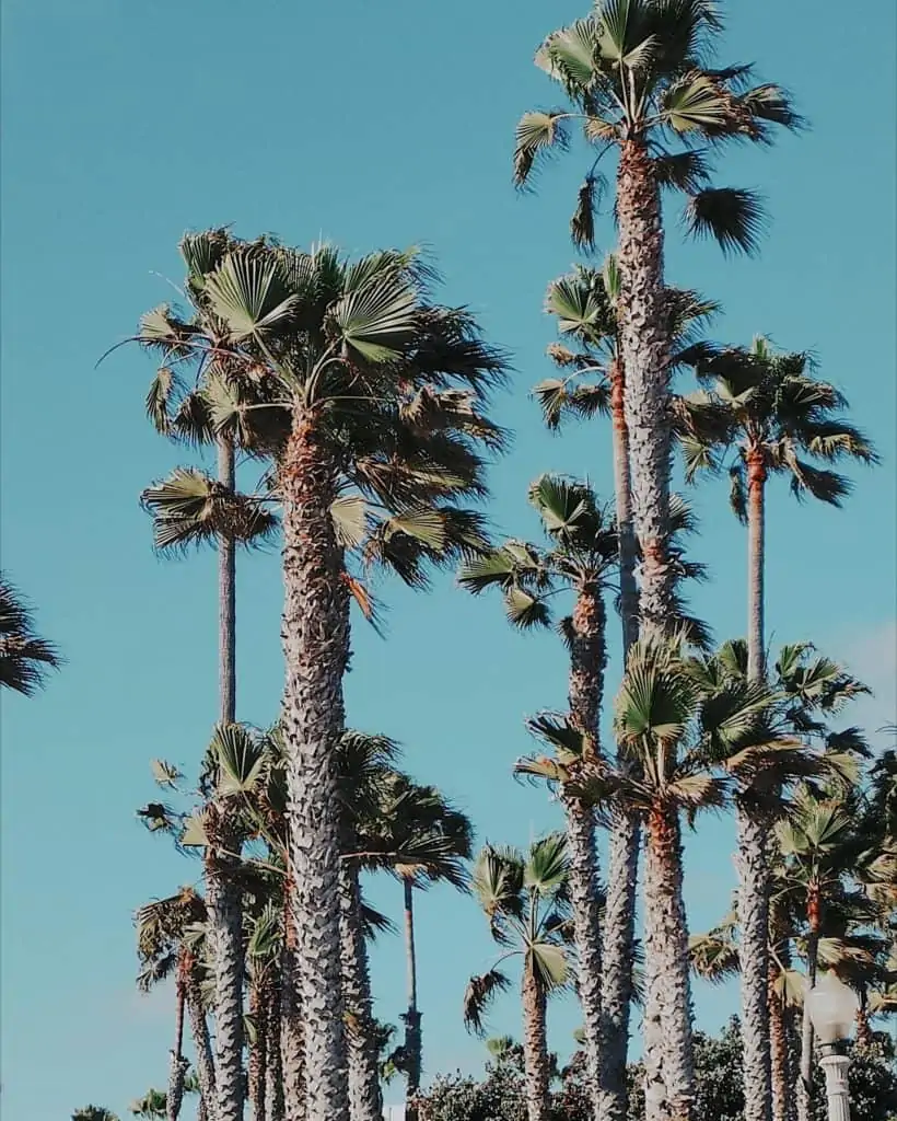 beverly hills palm trees in Los Angeles california